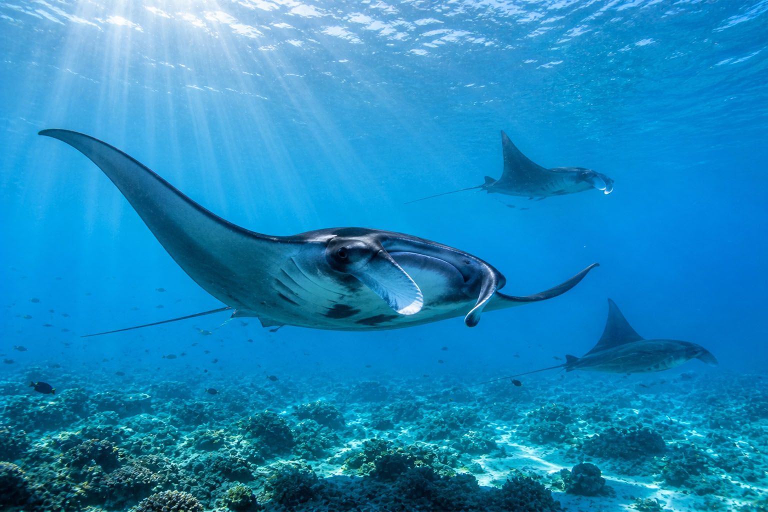 Manta rays gliding through clear Maldivian waters during the wet season aggregation months